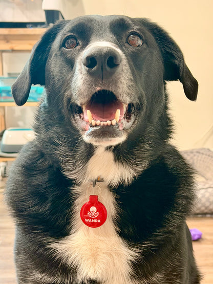 NFC Smart Pet ID Tag